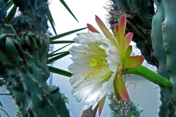MAKRO 020 Květ kaktusu